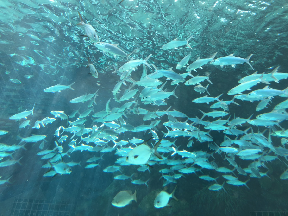 CebuOceanPark-セブ島水族館-セブオーシャンパーク11